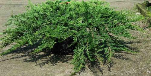 Самые неприхотливые хвойные растения для дачных участков