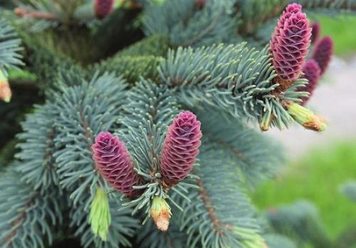 Хвойные растения примеры. Хвойные растения для безупречности сада: примеры композиций и сочетаний