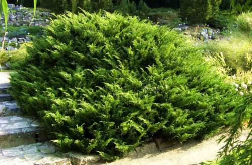 Самые неприхотливые хвойные растения для дачных участков