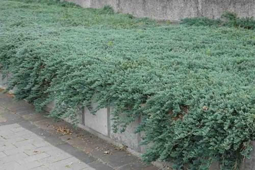 Самые неприхотливые хвойные растения для дачных участков