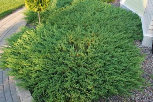 Самые неприхотливые хвойные растения для дачных участков