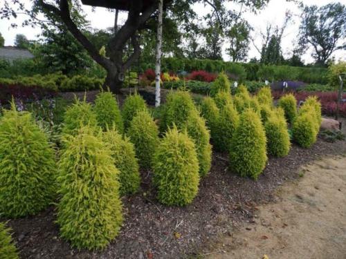 Самые неприхотливые хвойные растения для дачных участков