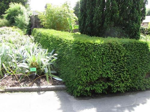 Клумба из хвойных и кустарников. Миксбордеры из хвойников и кустарников 14