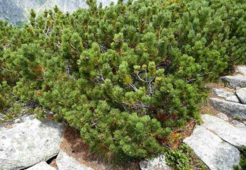 Самые неприхотливые хвойные растения для дачных участков