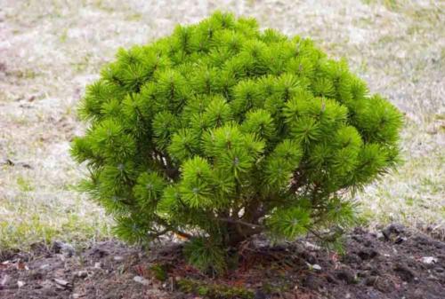 Самые неприхотливые хвойные растения для дачных участков