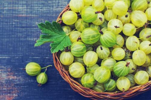 Плодово-ягодные кустарники для дачи. Какие ягодные кустарники посадить на участке