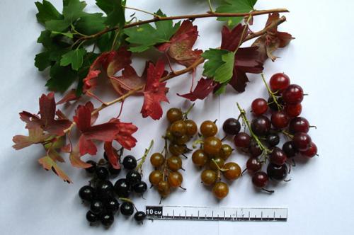 Неприхотливые ягодные кустарники. Красиво и полезно. Разбираемся в декоративных плодовых кустарниках