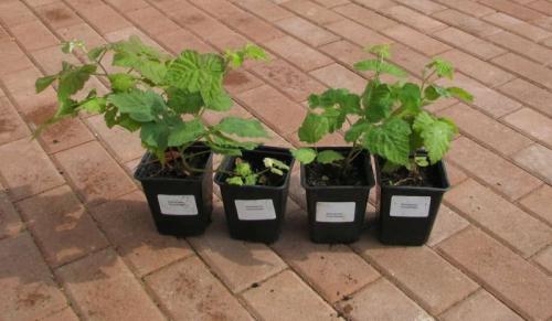 Необычные ягодные кустарники. Ежевика и малина: два в одном