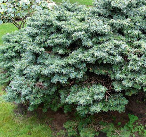 Карликовые хвойные деревья для сада. Низкорослые хвойники для дачного участка 01 Карликовые хвойные деревья для сада. Низкорослые хвойники для дачного участка 01