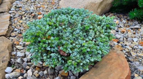 Карликовые хвойные деревья для сада. Низкорослые хвойники для дачного участка 02 Карликовые хвойные деревья для сада. Низкорослые хвойники для дачного участка 02