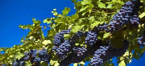 Совместимость плодовых деревьев и овощей. Совместимость садовых деревьев друг с другом и другими культурами