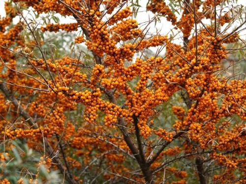 Таблица совместимости плодовых деревьев. Совместимость и несовместимость растений в саду (деревьев, кустарников, винограда, земляники, огородных культур) 07 Таблица совместимости плодовых деревьев. Совместимость и несовместимость растений в саду (деревьев, кустарников, винограда, земляники, огородных культур) 07