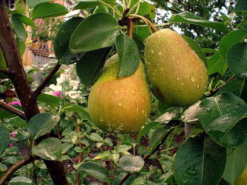 Таблица совместимости плодовых деревьев. Совместимость и несовместимость растений в саду (деревьев, кустарников, винограда, земляники, огородных культур) 02 Таблица совместимости плодовых деревьев. Совместимость и несовместимость растений в саду (деревьев, кустарников, винограда, земляники, огородных культур) 02