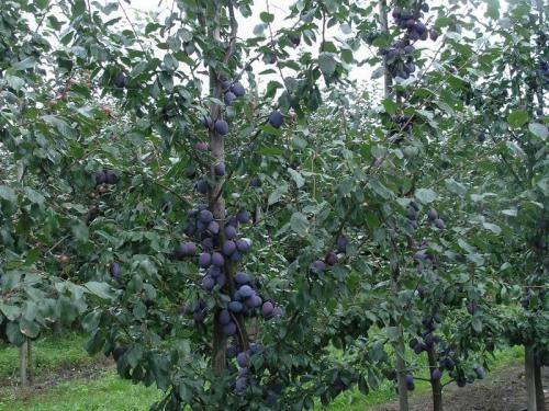 Таблица совместимости плодовых деревьев. Совместимость и несовместимость растений в саду (деревьев, кустарников, винограда, земляники, огородных культур) 04 Таблица совместимости плодовых деревьев. Совместимость и несовместимость растений в саду (деревьев, кустарников, винограда, земляники, огородных культур) 04