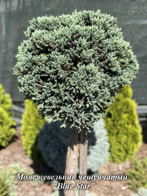 Композиции из хвойных в ландшафтном дизайне. Хвойные растения в ландшафте сада 37 Композиции из хвойных в ландшафтном дизайне. Хвойные растения в ландшафте сада 37