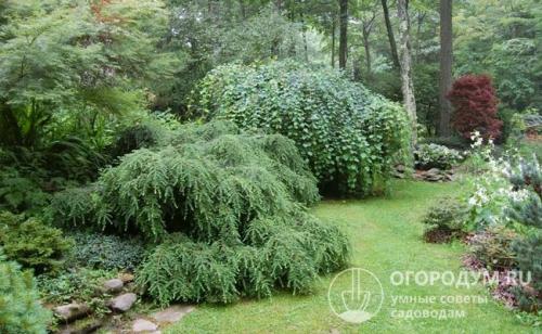 Ландшафтный дизайн с туями и можжевельником. Какие растения выбрать