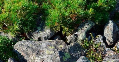 Композиции из хвойных в ландшафтном дизайне. Хвойные растения в ландшафте сада