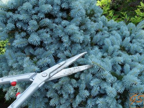 Композиции из хвойных в ландшафтном дизайне. Хвойные растения в ландшафте сада 12 Композиции из хвойных в ландшафтном дизайне. Хвойные растения в ландшафте сада 12