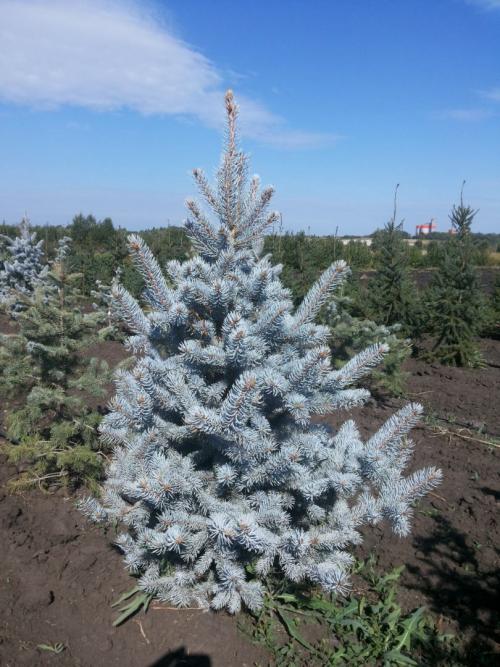 Хвойные растения для дачи. Лучшие хвойные растения для сада — статья которая поможет вам красиво скомбинировать растительность, виды и названия растений в обзоре!