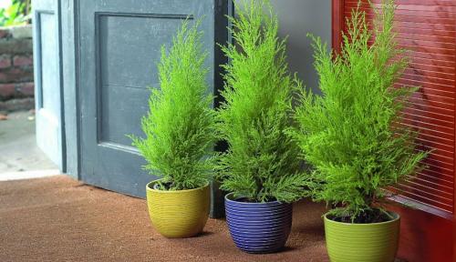 Декоративные хвойные растения для дома. ТОП-3 лучших хвойных растений для дом. 2021,nbsp11:00nbsp /nbsp