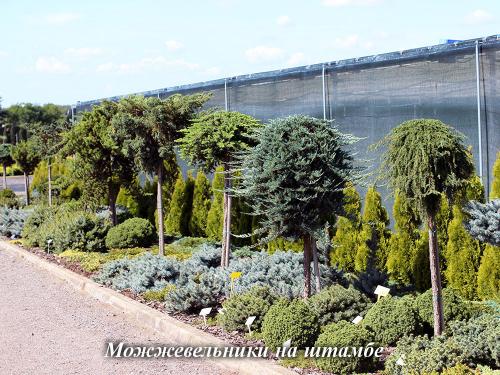 Композиции из хвойных в ландшафтном дизайне. Хвойные растения в ландшафте сада 35 Композиции из хвойных в ландшафтном дизайне. Хвойные растения в ландшафте сада 35