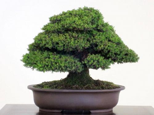 Декоративные хвойные растения для дома. ТОП-3 лучших хвойных растений для дом. 2021,nbsp11:00nbsp /nbsp