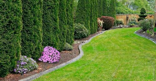 Композиции из хвойных в ландшафтном дизайне. Хвойные растения в ландшафте сада