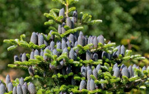 Хвойный уголок ландшафтный дизайн. Примеры композиций из хвойных растений в ландшафтном дизайне (30 фото)