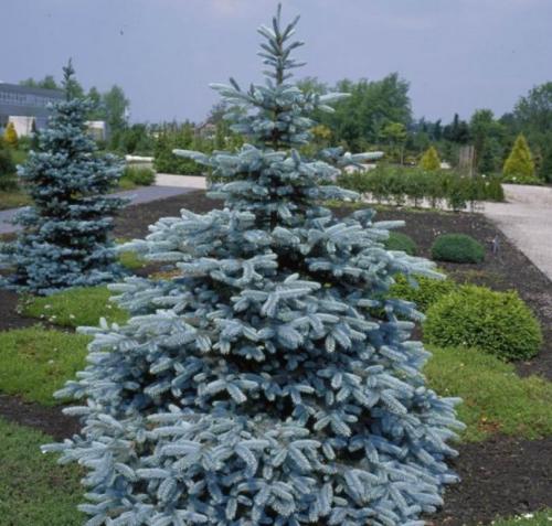 Хвойные растения для дачи. Лучшие хвойные растения для сада — статья которая поможет вам красиво скомбинировать растительность, виды и названия растений в обзоре!