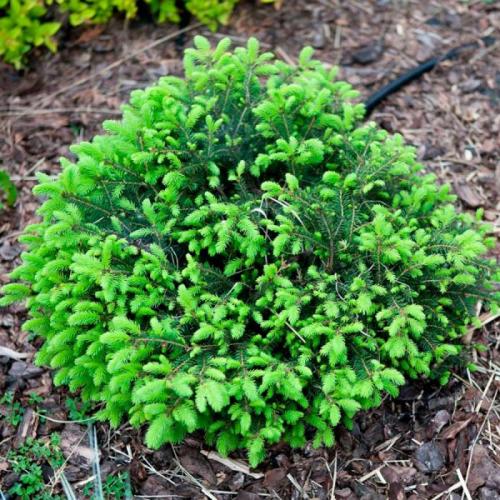 Самые неприхотливые хвойные растения для дачи