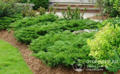 Ландшафтный дизайн с туями и можжевельником. Какие растения выбрать