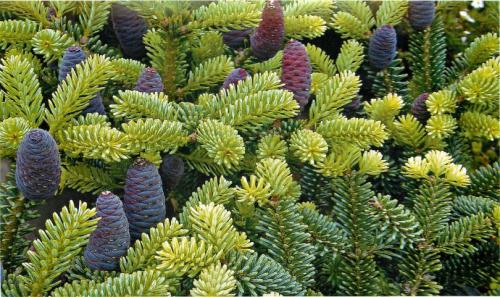 Хвойные растения для дачи. Лучшие хвойные растения для сада — статья которая поможет вам красиво скомбинировать растительность, виды и названия растений в обзоре!