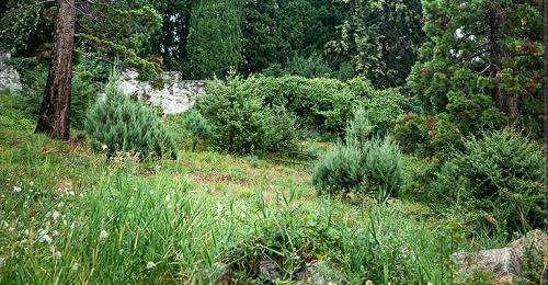 Композиции из хвойных в ландшафтном дизайне. Хвойные растения в ландшафте сада