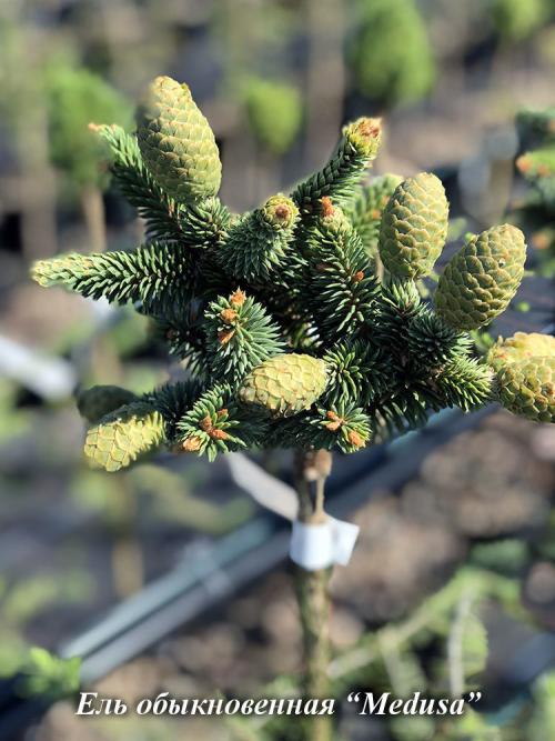 Композиции из хвойных в ландшафтном дизайне. Хвойные растения в ландшафте сада 38 Композиции из хвойных в ландшафтном дизайне. Хвойные растения в ландшафте сада 38