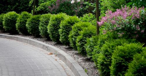 Композиции из хвойных в ландшафтном дизайне. Хвойные растения в ландшафте сада