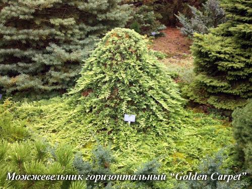 Композиции из хвойных в ландшафтном дизайне. Хвойные растения в ландшафте сада 36 Композиции из хвойных в ландшафтном дизайне. Хвойные растения в ландшафте сада 36