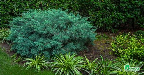 Композиции из хвойных в ландшафтном дизайне. Хвойные растения в ландшафте сада