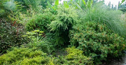 Композиции из хвойных в ландшафтном дизайне. Хвойные растения в ландшафте сада