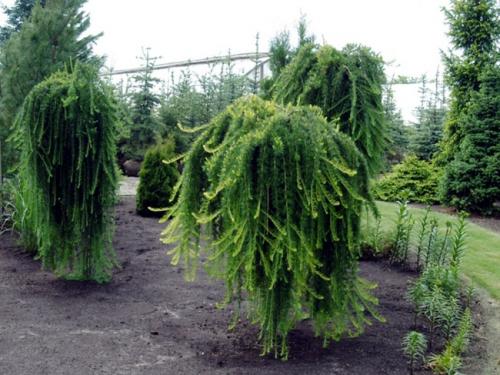 Композиции из хвойных в ландшафтном дизайне. Хвойные растения в ландшафте сада 17 Композиции из хвойных в ландшафтном дизайне. Хвойные растения в ландшафте сада 17