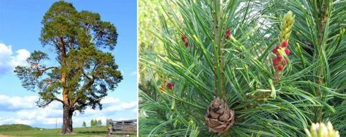 Хвойные растения список. Хвойные деревья: названия с описаниями и фото