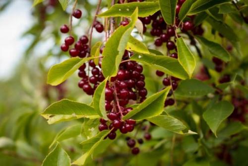 Необычные плодовые деревья. 10 необычных плодовых, которые стоит посадить верхнеуслонцам в этом году