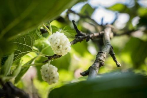 Необычные плодовые деревья. 10 необычных плодовых, которые стоит посадить верхнеуслонцам в этом году