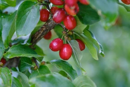 Необычные плодовые деревья. 10 необычных плодовых, которые стоит посадить верхнеуслонцам в этом году