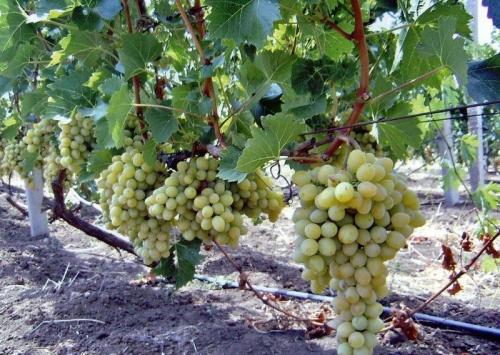 Плодовые деревья и кустарники в саду. Наилучшая совместимость плодовых деревьев и кустарников 05 Плодовые деревья и кустарники в саду. Наилучшая совместимость плодовых деревьев и кустарников 05