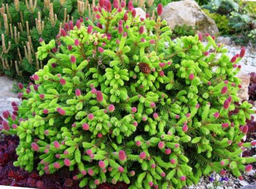 Все виды хвойных растений. Хвойные деревья — лучшие хвойные деревья и особенности их применения в ландшафтном дизайне (140 фото)