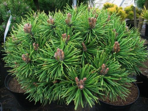 Все виды хвойных растений. Хвойные деревья — лучшие хвойные деревья и особенности их применения в ландшафтном дизайне (140 фото)