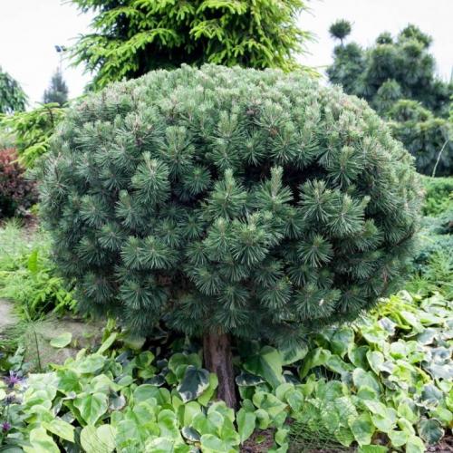 Хвойные деревья россии. Хвойные растения – фото с названиями