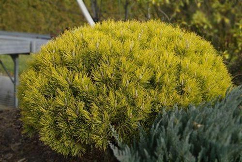 Хвойные деревья россии. Хвойные растения – фото с названиями