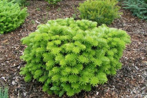 Все виды хвойных растений. Хвойные деревья — лучшие хвойные деревья и особенности их применения в ландшафтном дизайне (140 фото) 35 Все виды хвойных растений. Хвойные деревья — лучшие хвойные деревья и особенности их применения в ландшафтном дизайне (140 фото) 35