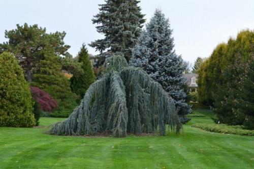 Хвойные деревья россии. Хвойные растения – фото с названиями